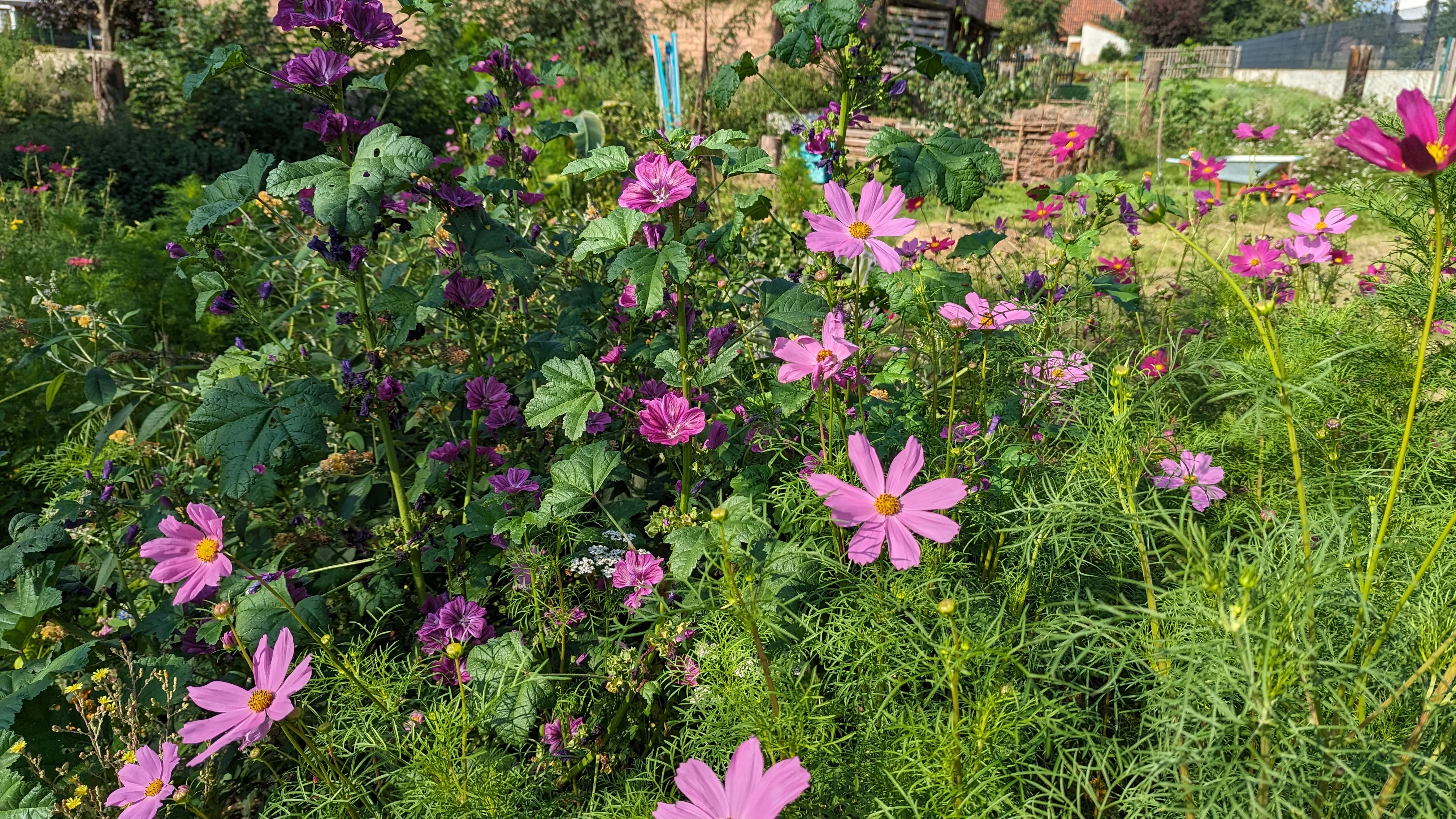 Blüten im Beet